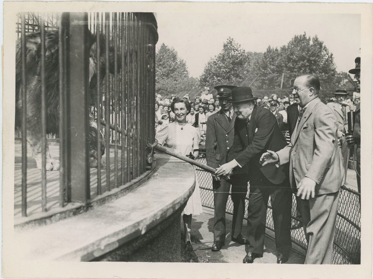 Item #005233 An original wartime press photograph of Prime Minister Winston S. Churchill on 26 July 1943 feeding Rota, the lion given to him by the London Zoo