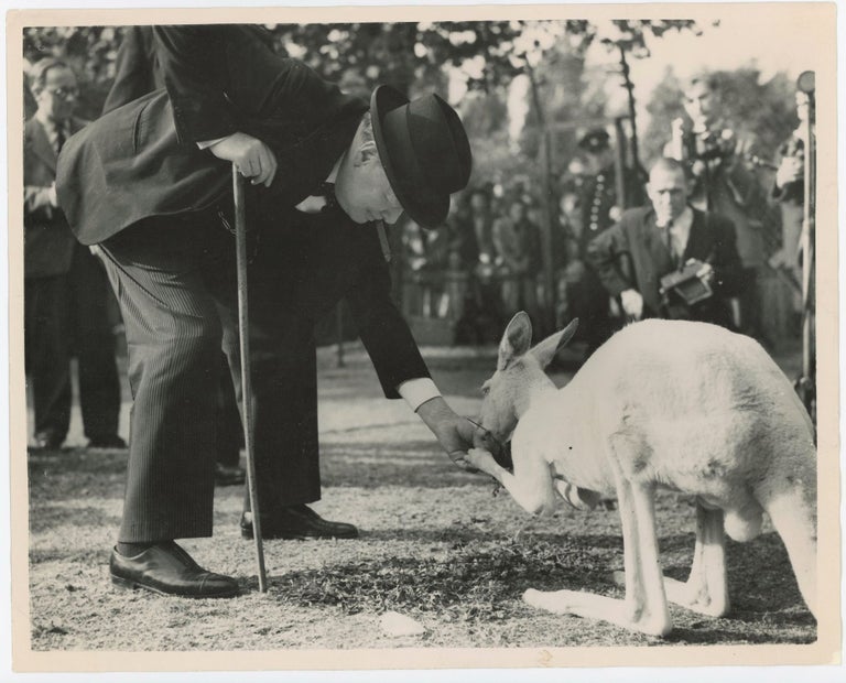 Item #005466 MR. CHURCHILL AT THE ZOO - An original press photograph of Winston S. Churchill feeding Digger, his albino kangaroo, at the London Zoo on 10 September 1947